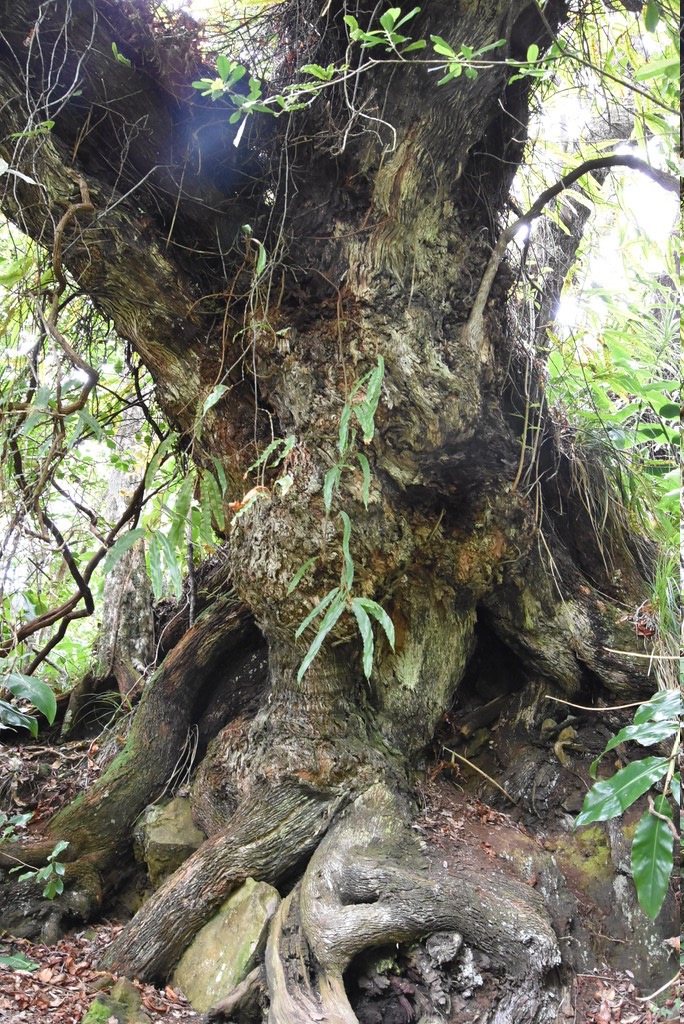 Agarista_salicifolia-Bois_de_rempart-ERICACEAE-Indigene_Reunion-MB3_5751-1.jpg