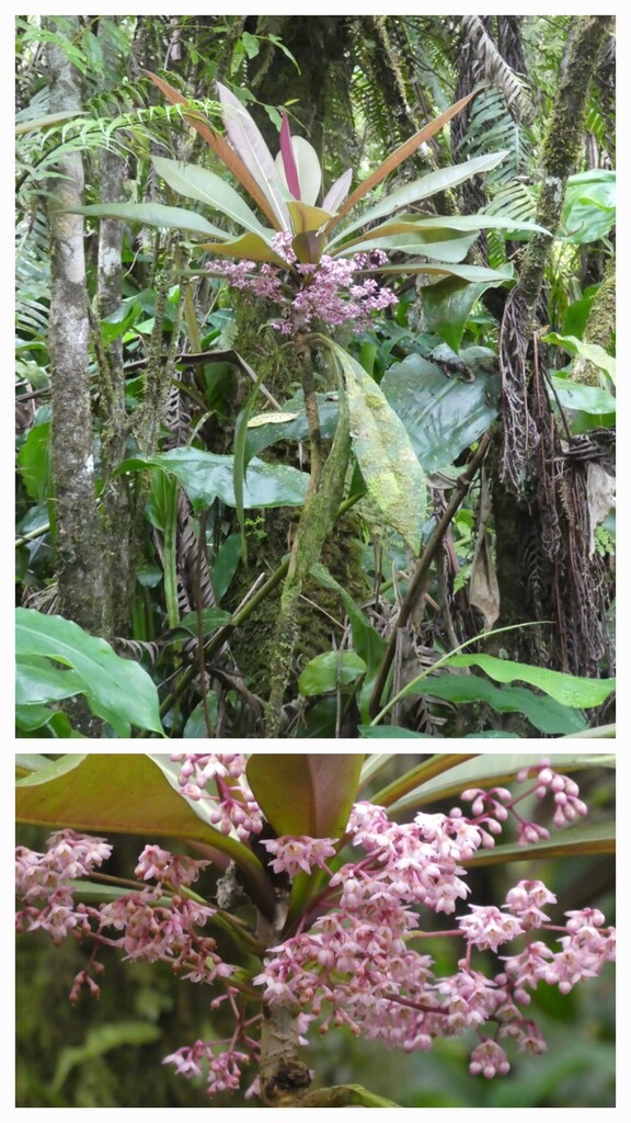 Badula_borbonica-Bois_de_savon-PRIMULACEAE-Endemique_Reunion-20240319_224235.jpg