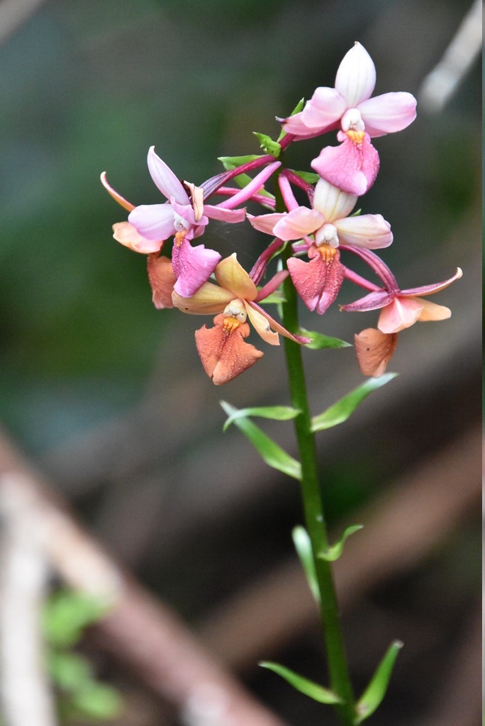 Calanthe_sylvatica-EPIDENDROIDEAE-Indigene_Reunion-MB3_5717.jpg