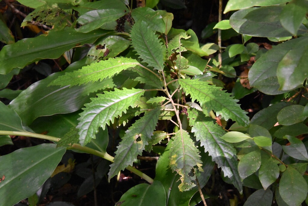 Claoxylon_racemiflorum-Bois_d_oiseau-EUPHORBIACEAE-Endemique_Reunion-MB3_5643.jpg