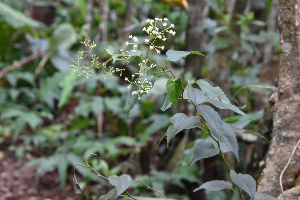 Faujasiopsis_flexuosa-Liane_zig_zag-ASTERACEAE-Endemique_Reunion_Maurice-MB3_5710.jpg