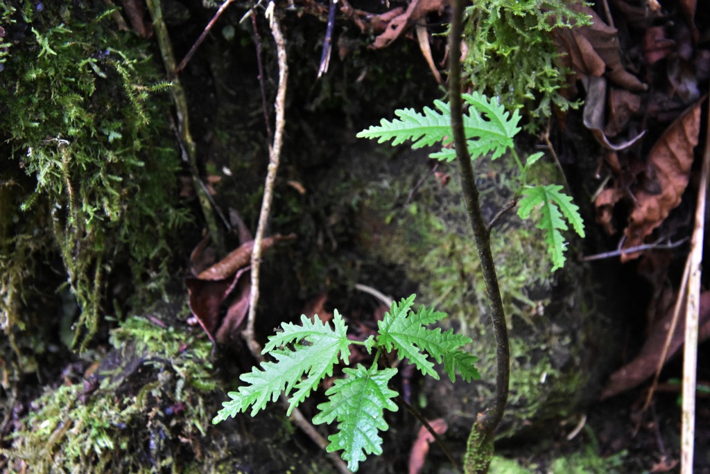 Ficus_lateriflora-Ficus_blanc-MORACEAE-Endemique_Reunion_Maurice-MB3_5753.jpg