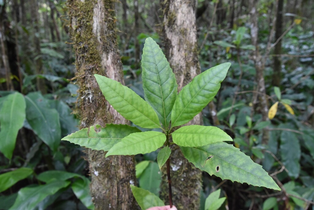 Nuxia_verticillata-Jeune_Bois_maigre-STILBACEAE-Endemique_Reunion_Maurice-MB3_5695.jpg