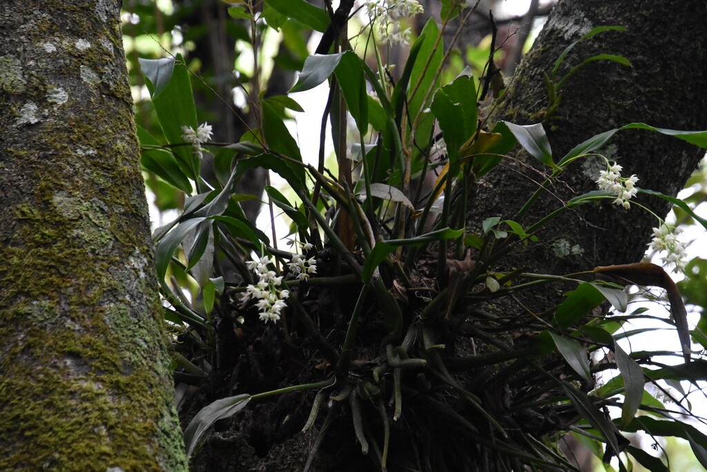 Polystachya_cultriformis-EPIDENDROIDEAE-Indigene_Reunion-MB3_5680.jpg