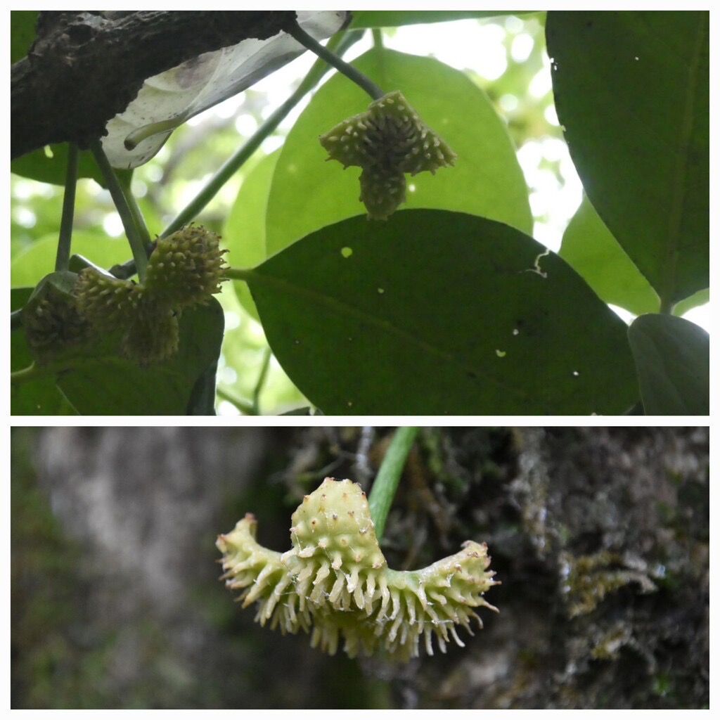 Tambourissa_crassa?_elliptica?-Fleur_male_de_Bois_de_tambour-MONIMIACEAE-Endemique_Reunion-20240319_224338.jpg