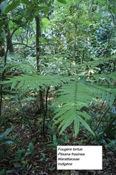 1-1- Fougère tortue (1)