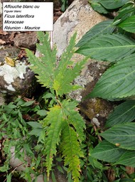 40- Ficus lateriflora juvénile