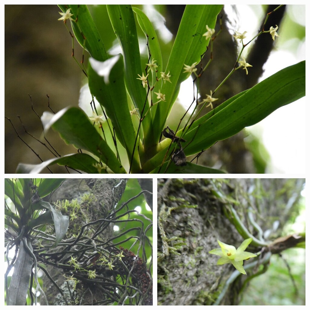 Angraecum_caulescens-EPIDENDROIDEAE-Indigene_Reunion-20231121_200428.jpg