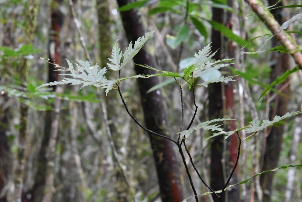 Ficus_lateriflora-Ficus_blanc-MORACEAE-Endemique_Reunion_Maurice-MB3_4537.jpg