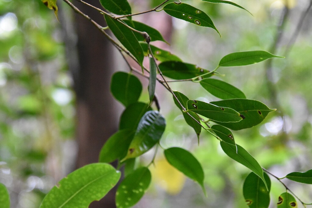 Maillardia_borbonica-Bois_de_maman-MORACEAE-Endemique_Reunion-MB3_4549.jpg