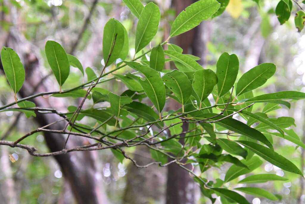 Tambourissa_sp-Bois_de_tambour-MONIMIACEAE-Endemique_Reunion-MB3_4548.jpg