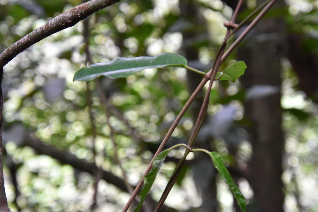 Trichosandra_borbonica-Liane_de_lait-APOCYNACEAE-Endemique_Reunion-MB3_4508.jpg