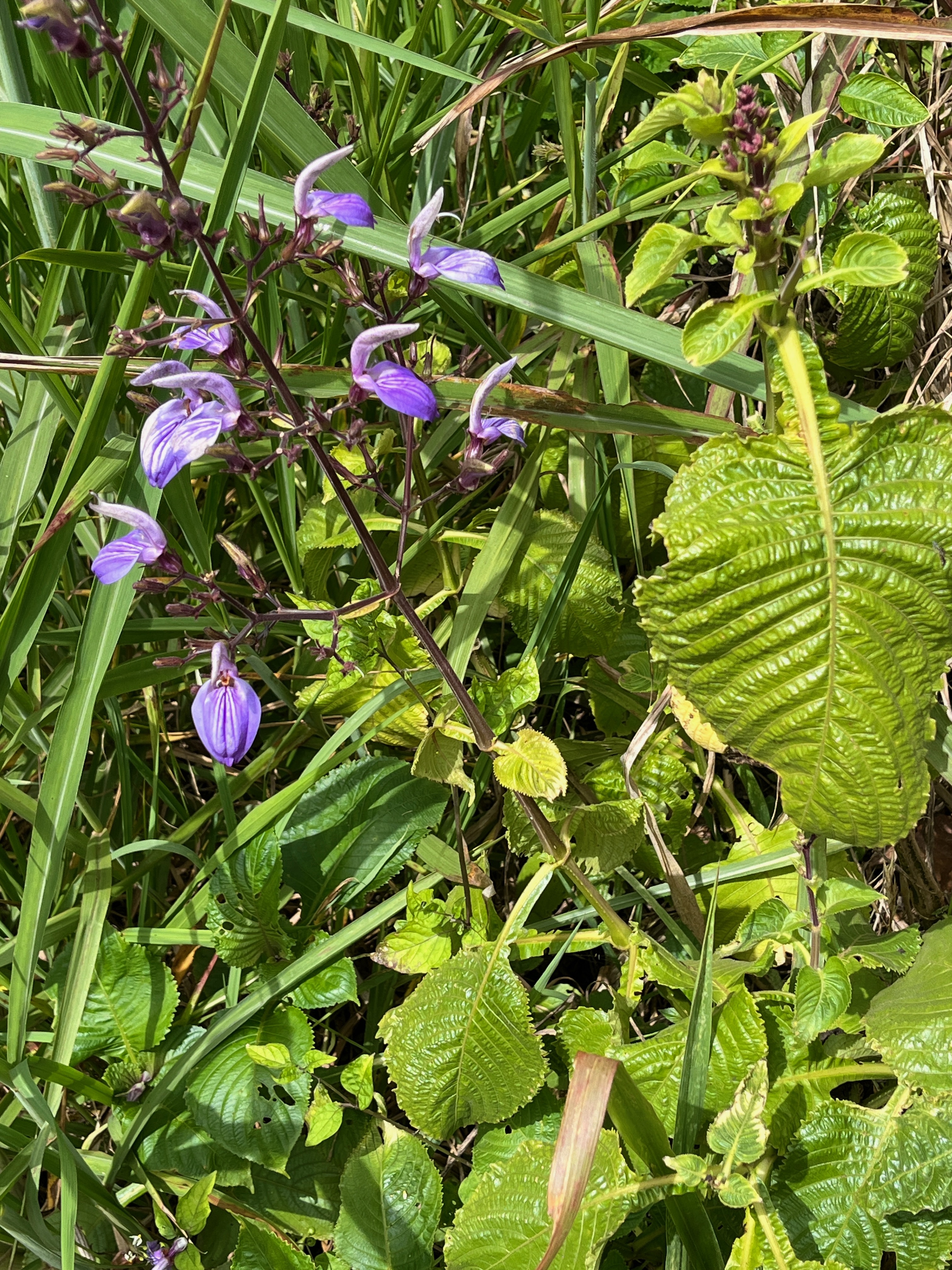 1. Brillantaisia ??? lamium - exotique.jpeg