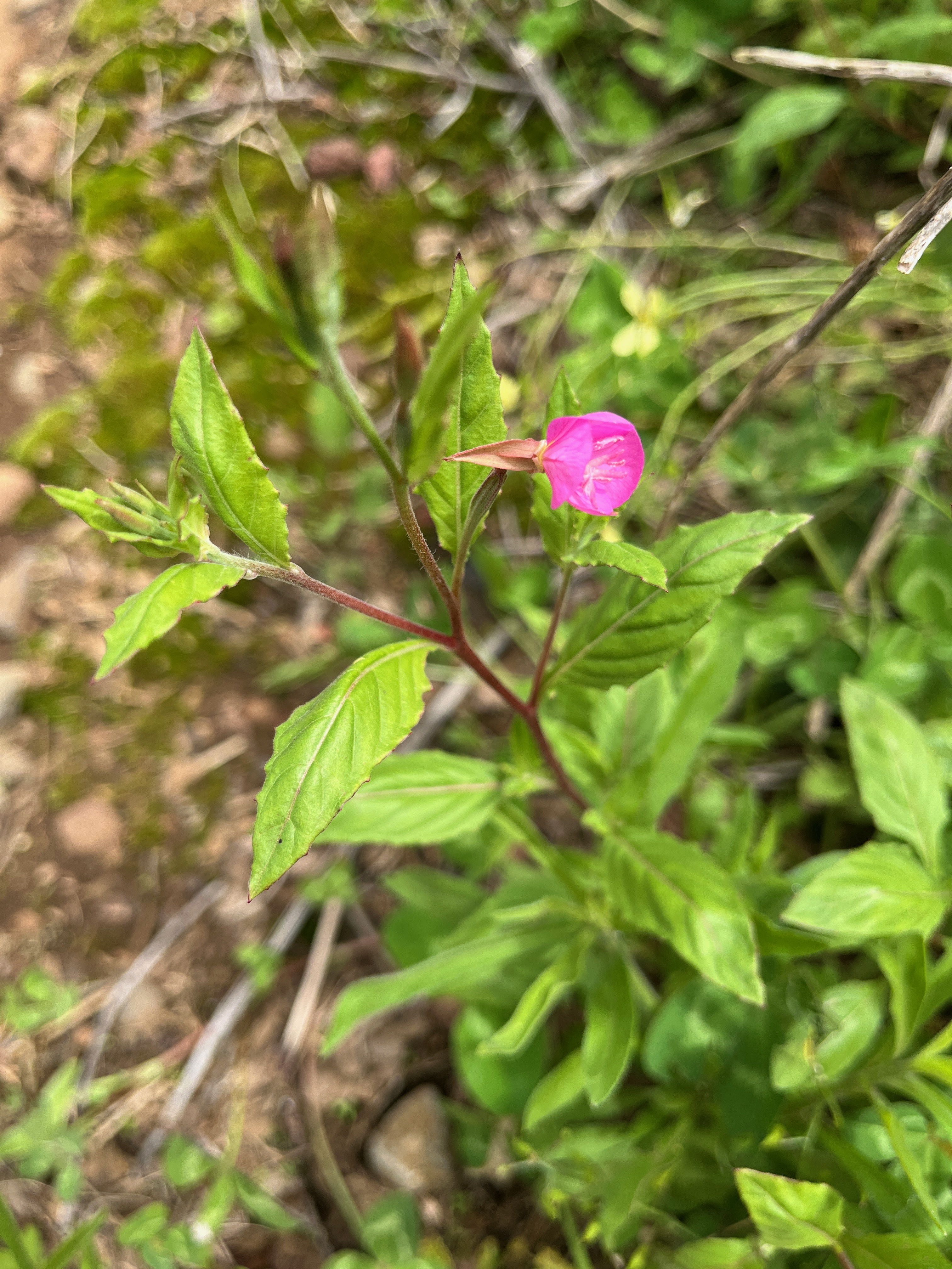 3. ??? Oenothera rosea L'Hér. ex Aiton..jpeg