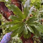 8. Sideroxylon imbricarioides ou Sideroxylon majus - Bois de fer - Sapotaceae.jpeg