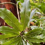 9. Sideroxylon imbricarioides ou Sideroxylon majus - Bois de fer - Sapotaceae.jpeg