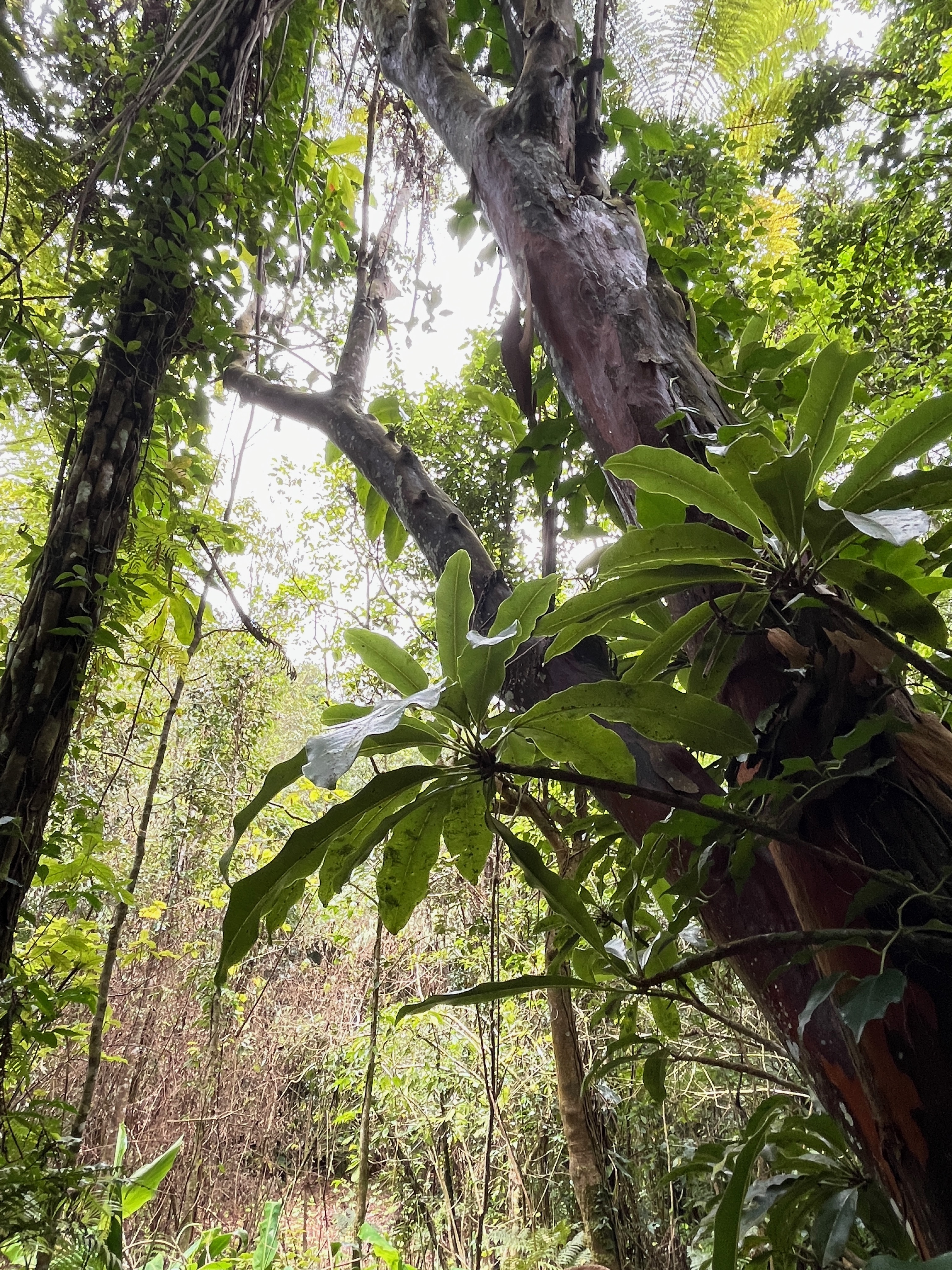 10. Sideroxylon imbricarioides ou Sideroxylon majus - Bois de fer - Sapotaceae.jpeg