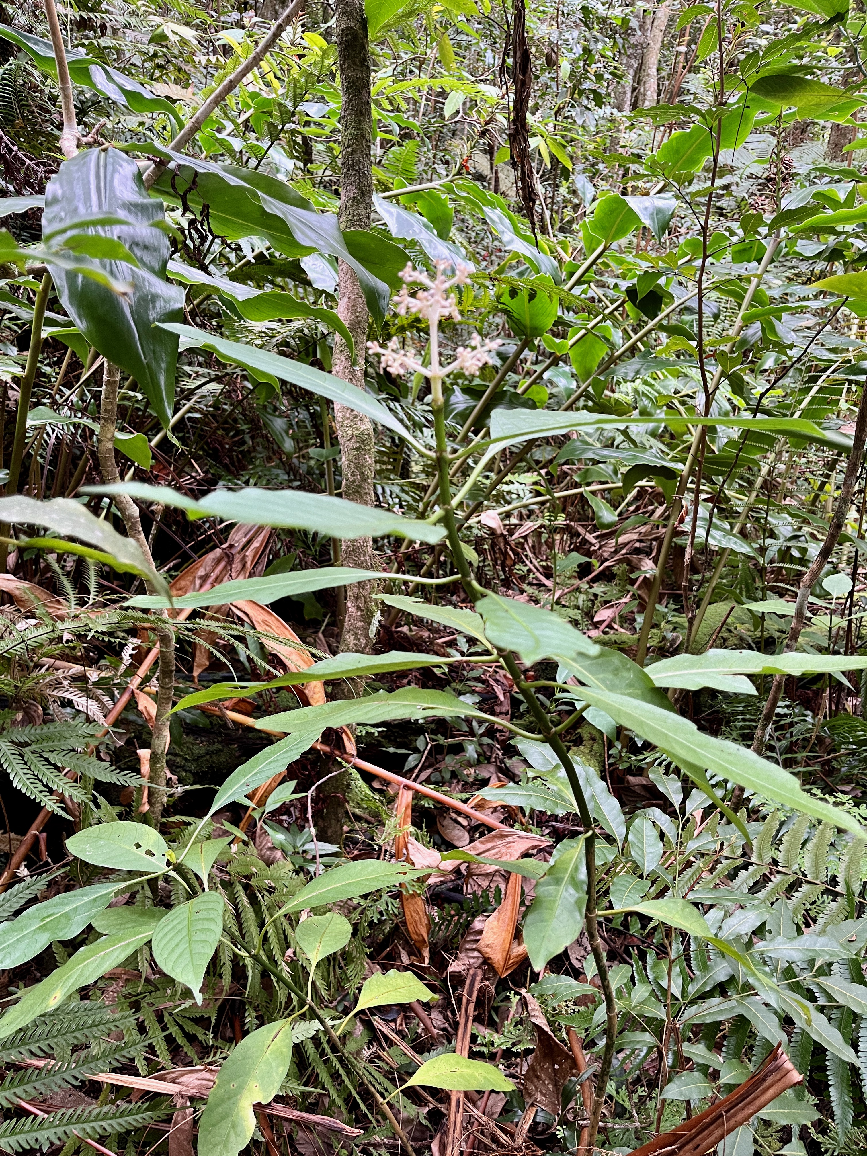 11. Chassallia corallioides - Bois de corail - Rubiacée -B.jpeg