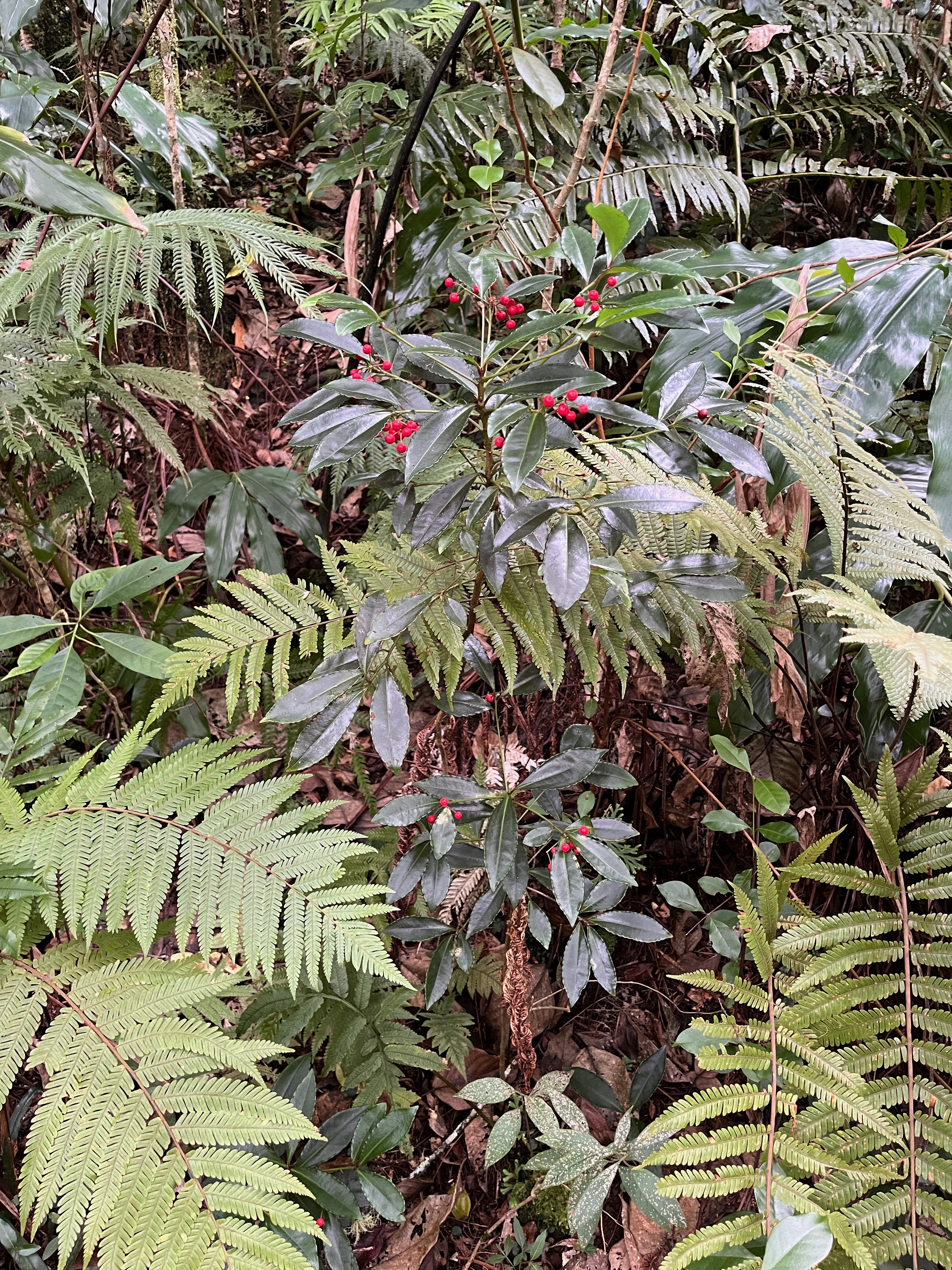 12. Ardisia crenata Sims. - Bois de Noël- Primulaceae -sie orientale.jpeg