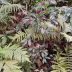 12. Ardisia crenata Sims. - Bois de Noël- Primulaceae -sie orientale.jpeg