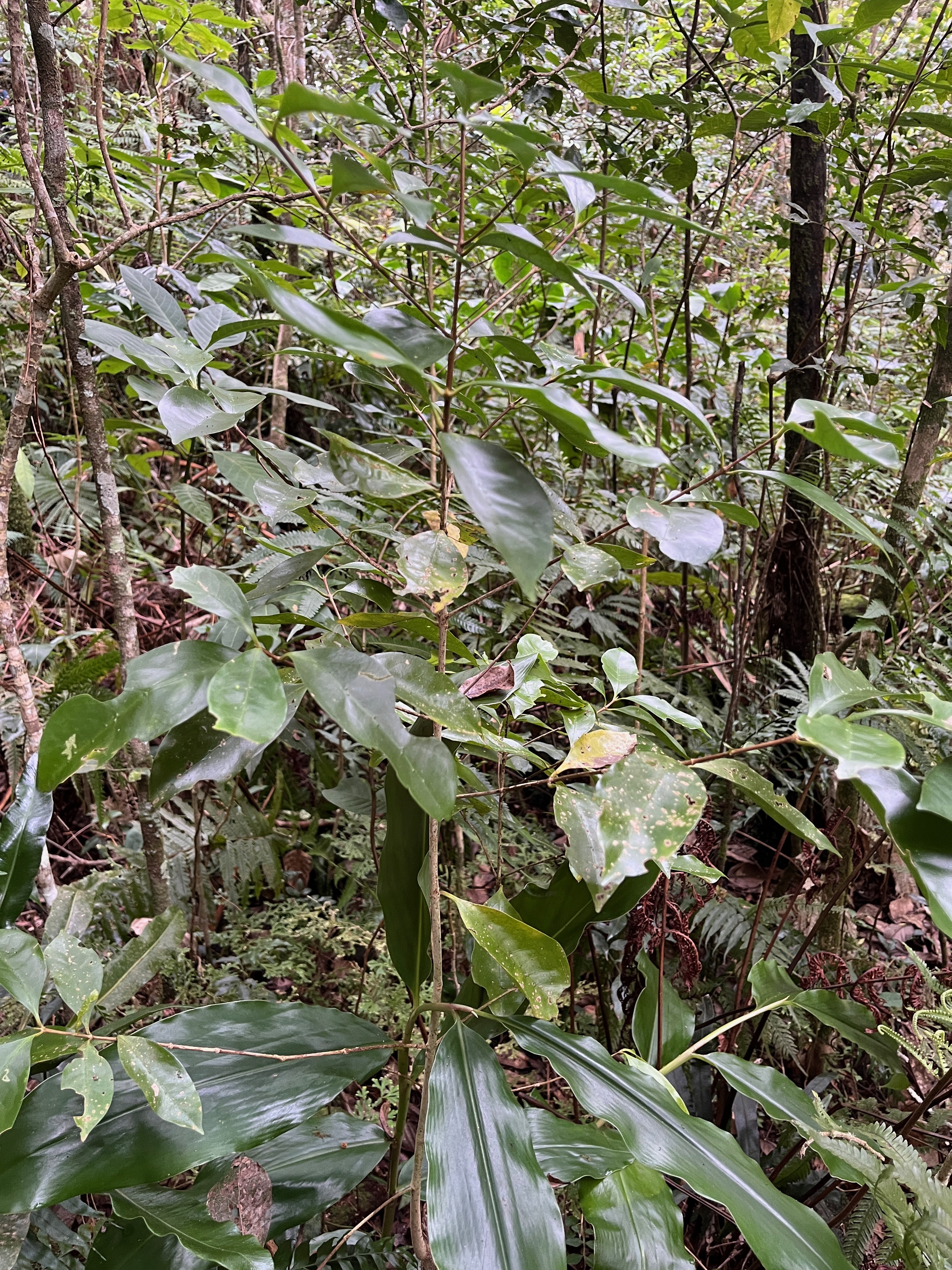 13. Coffea mauritiana - Café marron - RUBIACEE.jpeg