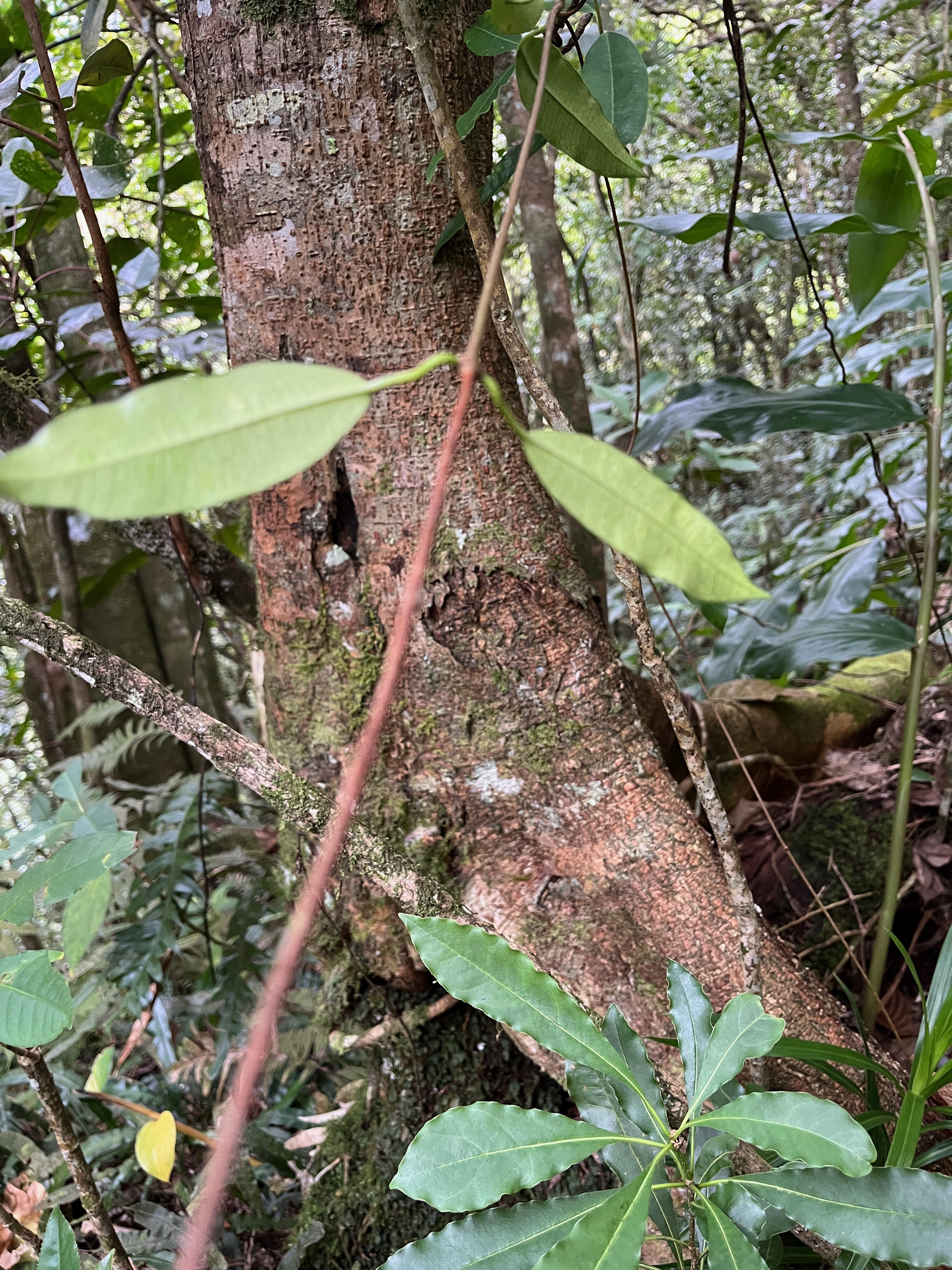 15. Trichosandra_borbonica-Liane_de_lait-APOCYNACEAE-Endemique_Reunion.jpeg