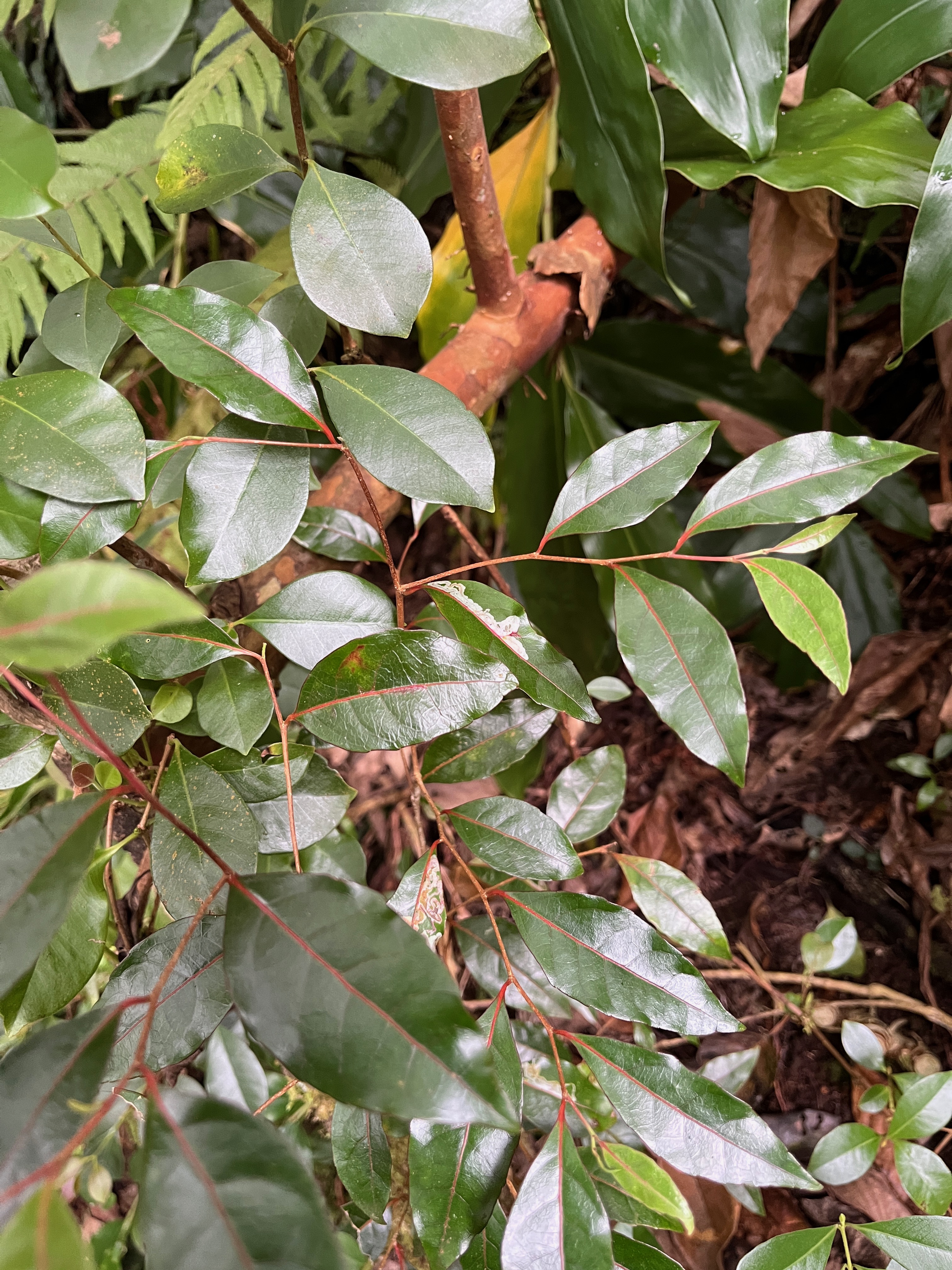 16. Jeunes feuilles-Homalium paniculatum - Corce blanc - Salicacée.jpeg