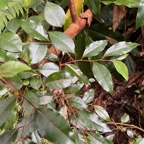 16. Jeunes feuilles-Homalium paniculatum - Corce blanc - Salicacée.jpeg