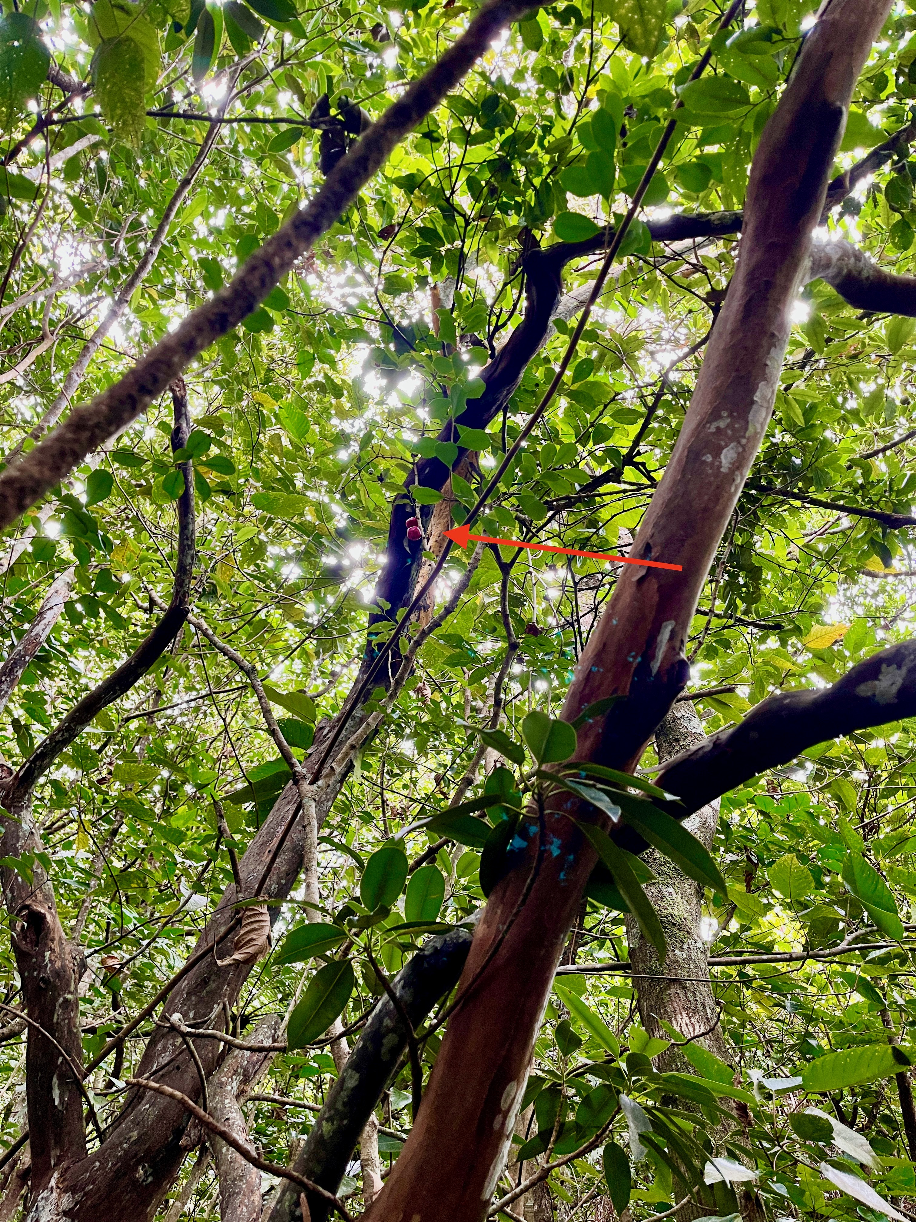 18. Pommes de Syzygium cymosum - Bois de pomme rouge - Myrtacée - B.jpeg