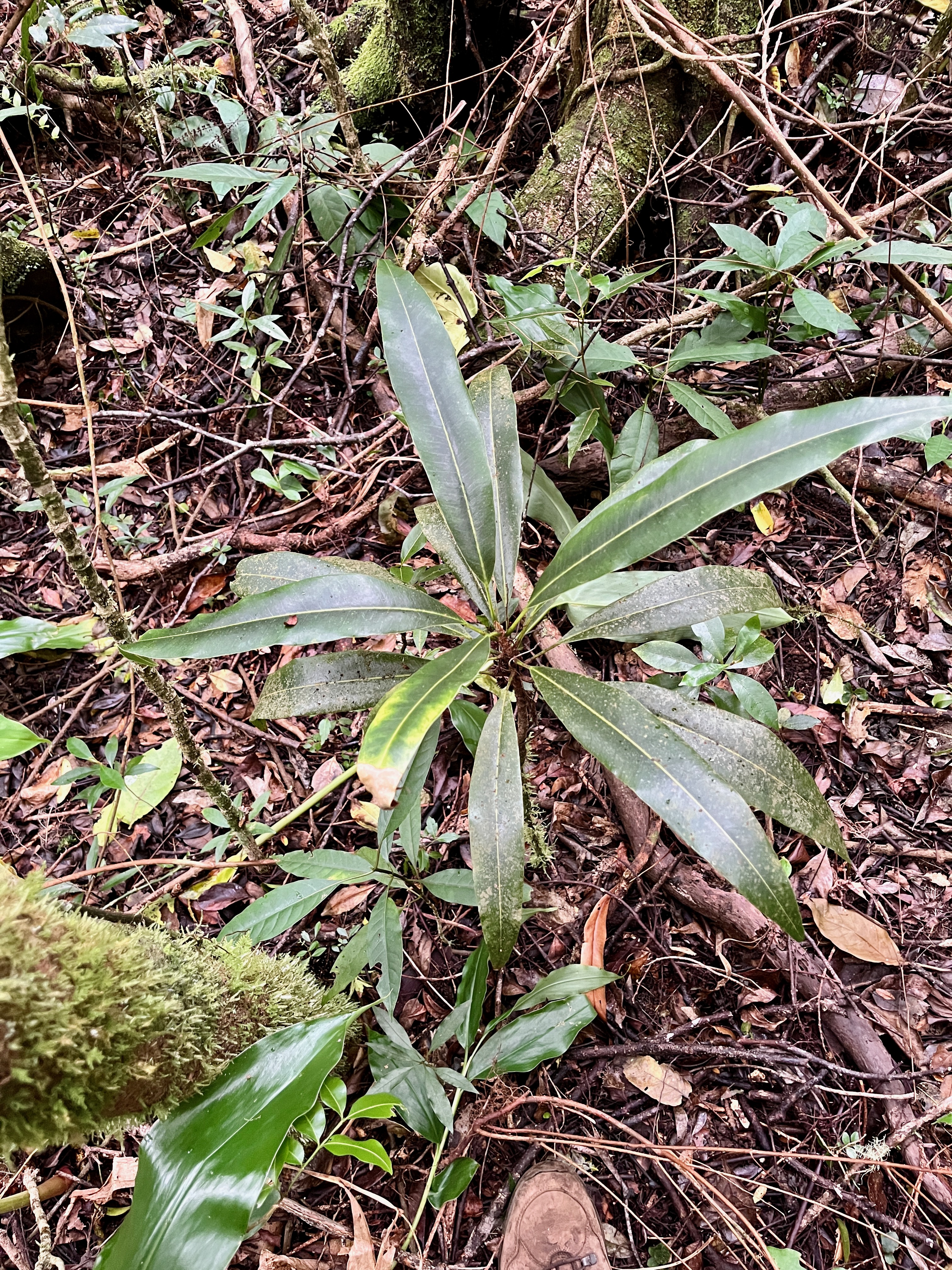 19. Juvénile de Sideroxylon imbricarioides ou Sideroxylon majus - Bois de fer - Sapotaceae.jpeg