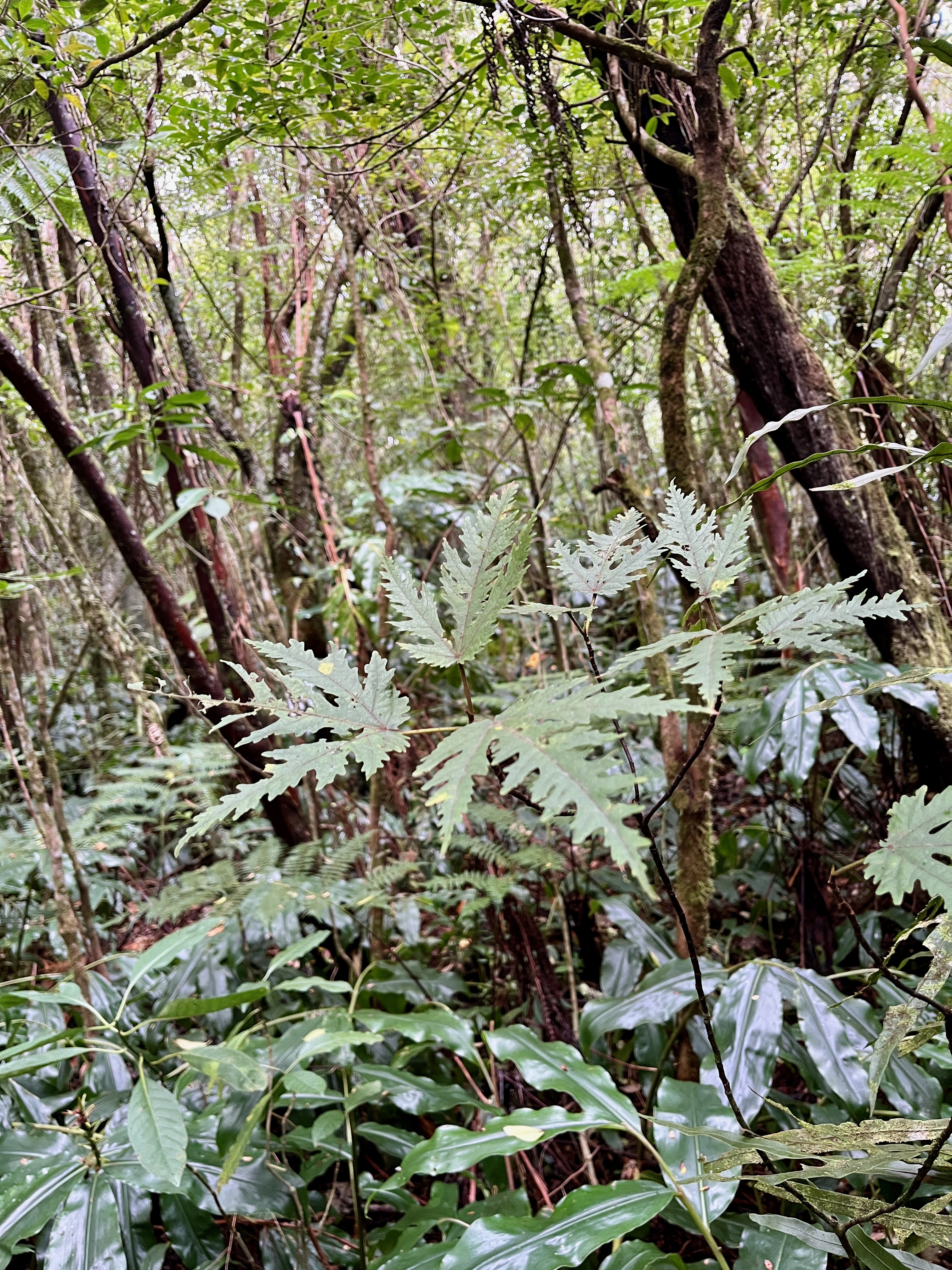 20. Juvénile de Ficus lateriflora - Ficus Blanc - MORACEAE - Endémique de la Réunion et de Maurice.jpeg