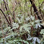 20. Juvénile de Ficus lateriflora - Ficus Blanc - MORACEAE - Endémique de la Réunion et de Maurice.jpeg