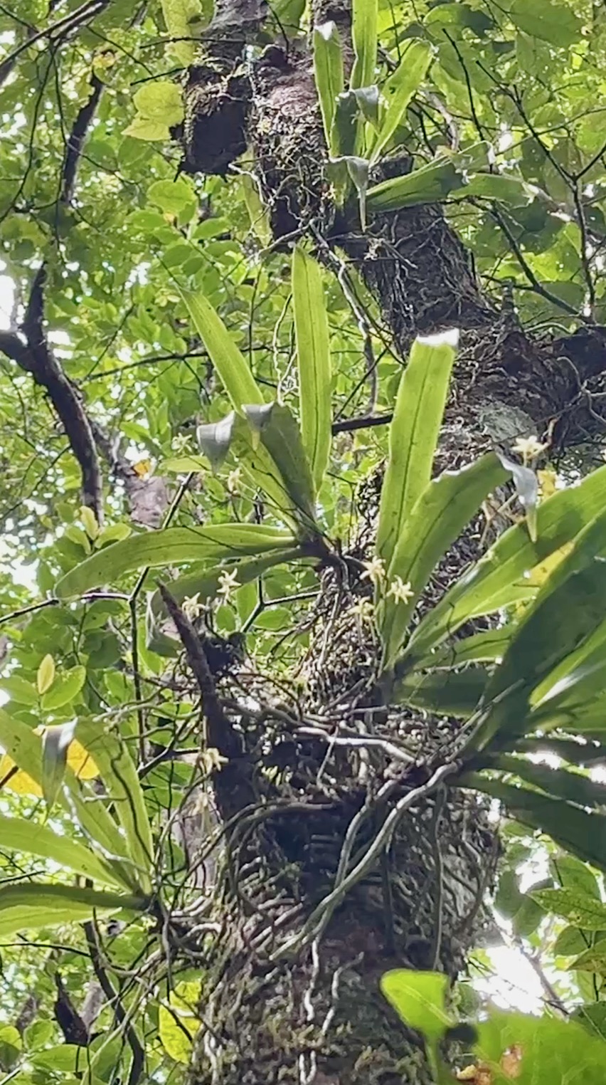 20B. ??? Angraecum_caulescens-EPIDENDROIDEAE-Indigene_Reunion.jpeg