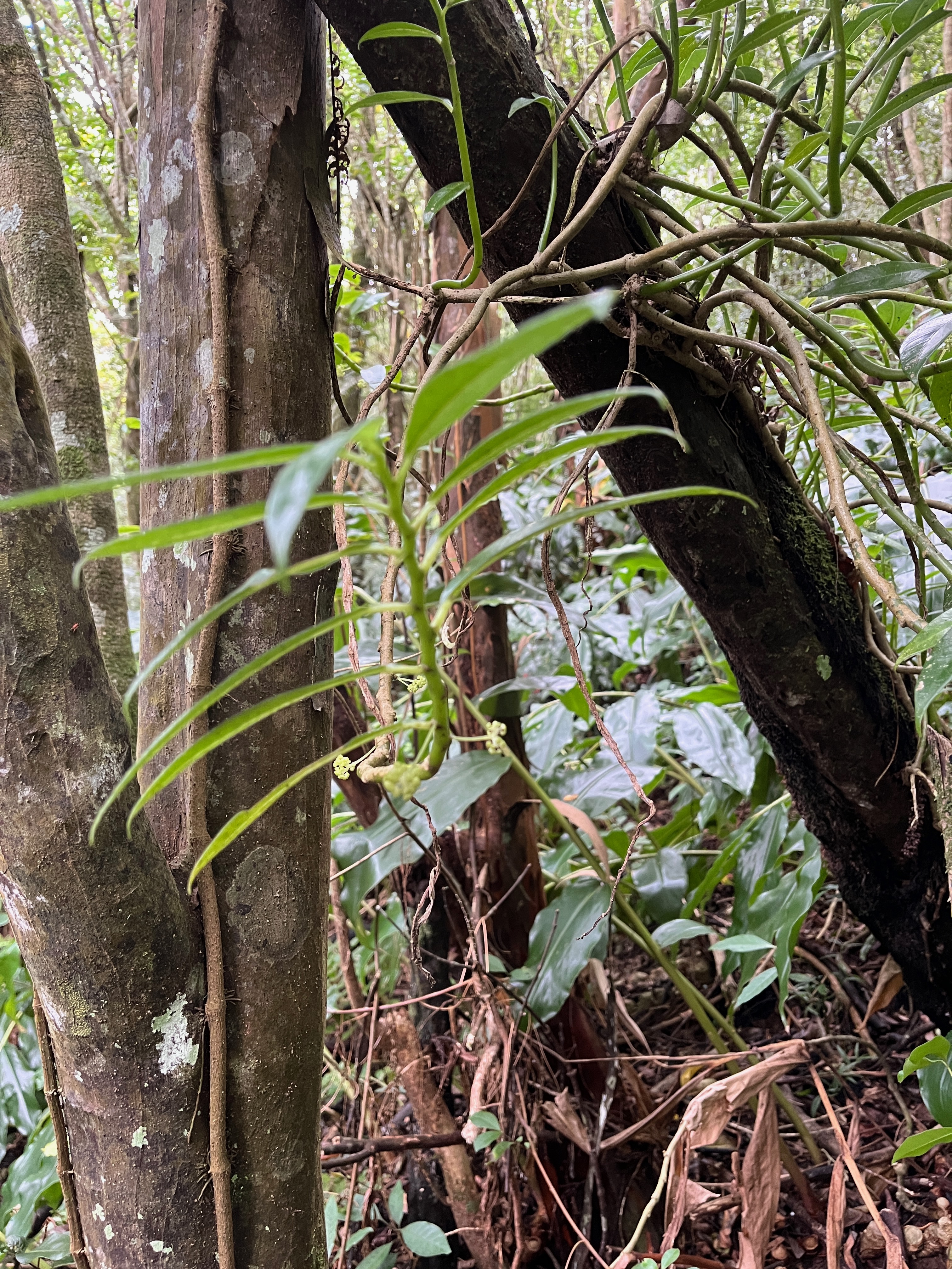 21. Procris pedunculata (J.R. Forst. et G. Forst.) Wedd, Procris pedunculata, espèce indigène La Réunion, Famille - Urticaceae - Urticacées.jpeg