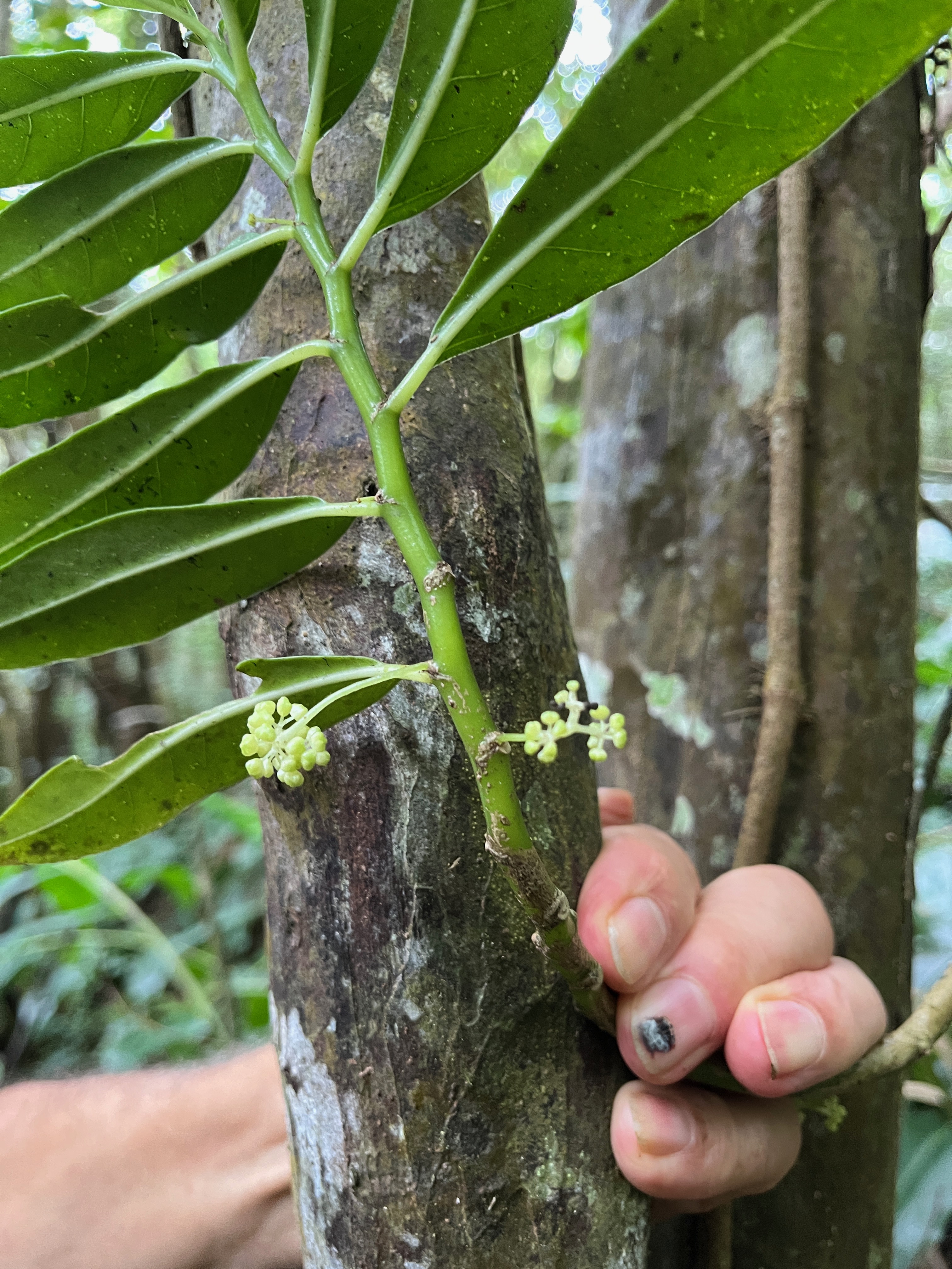 22. Procris pedunculata (J.R. Forst. et G. Forst.) Wedd, Procris pedunculata, espèce indigène La Réunion, Famille - Urticaceae - Urticacées.jpeg