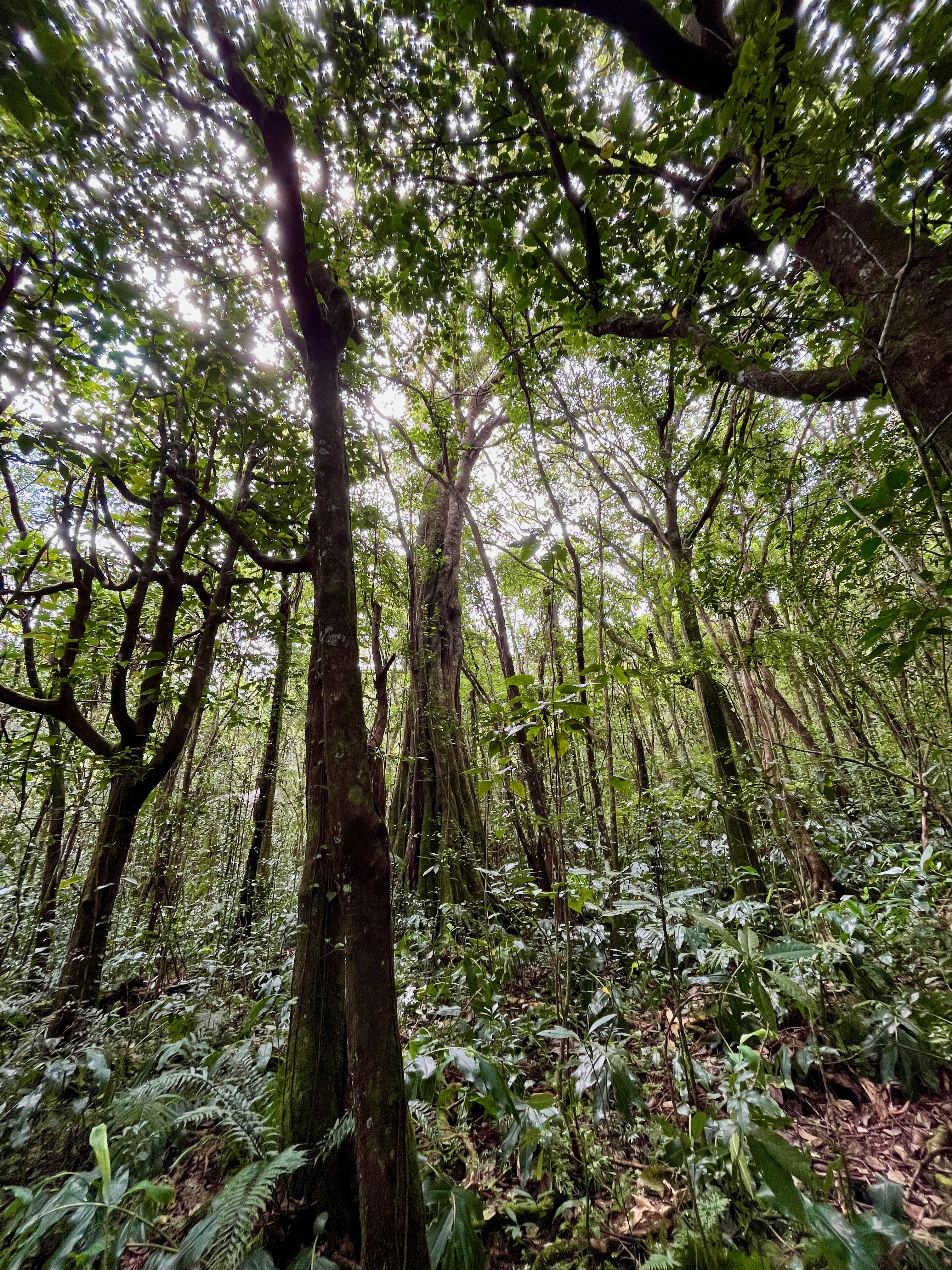 24. Au fond, l'immense Ficus lateriflora - Ficus Blanc - MORACEAE - Endémique de la Réunion et de Maurice.jpeg