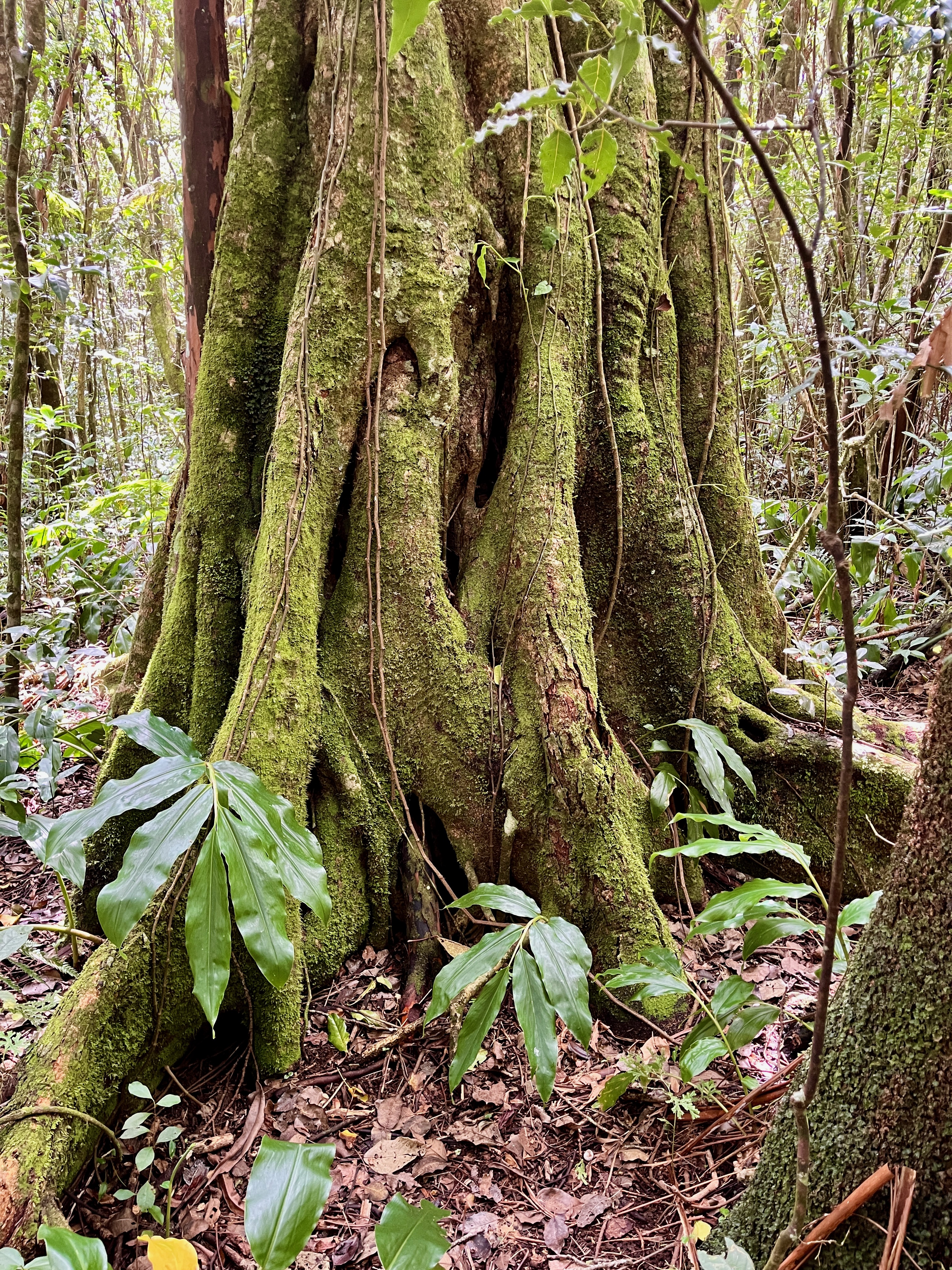 25. Ficus lateriflora - Ficus Blanc - MORACEAE - Endémique de la Réunion et de Maurice.jpeg