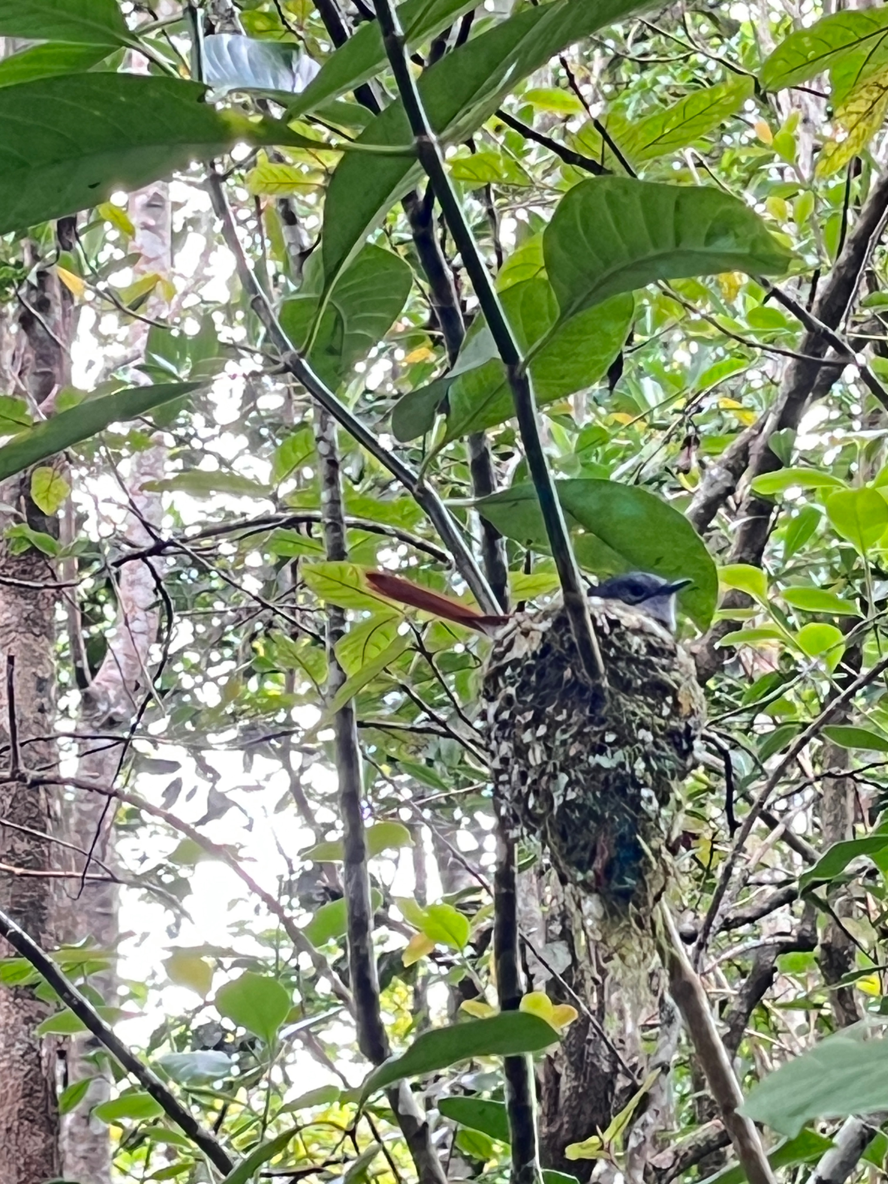 26. Terpsiphone_bourbonnensis-Oiseau_la_Vierge(femelle)_MONARCHIDAE-Endemique_Reunion.jpeg