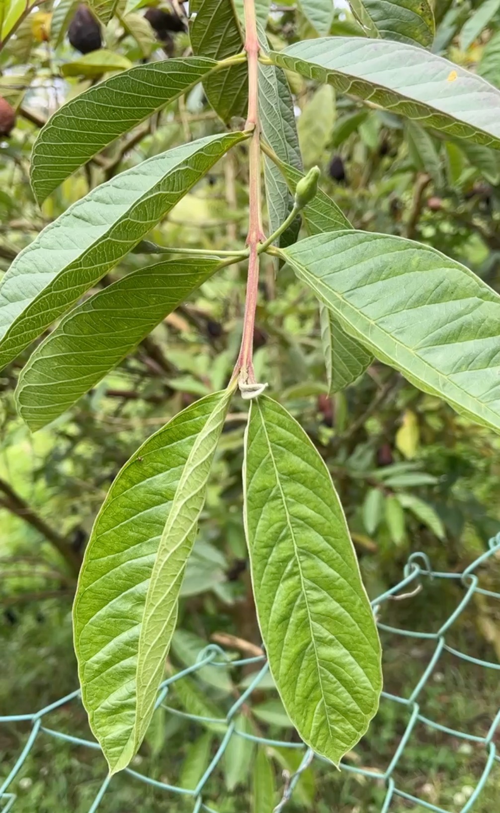 28. Feuille du bois de Goyave.jpeg