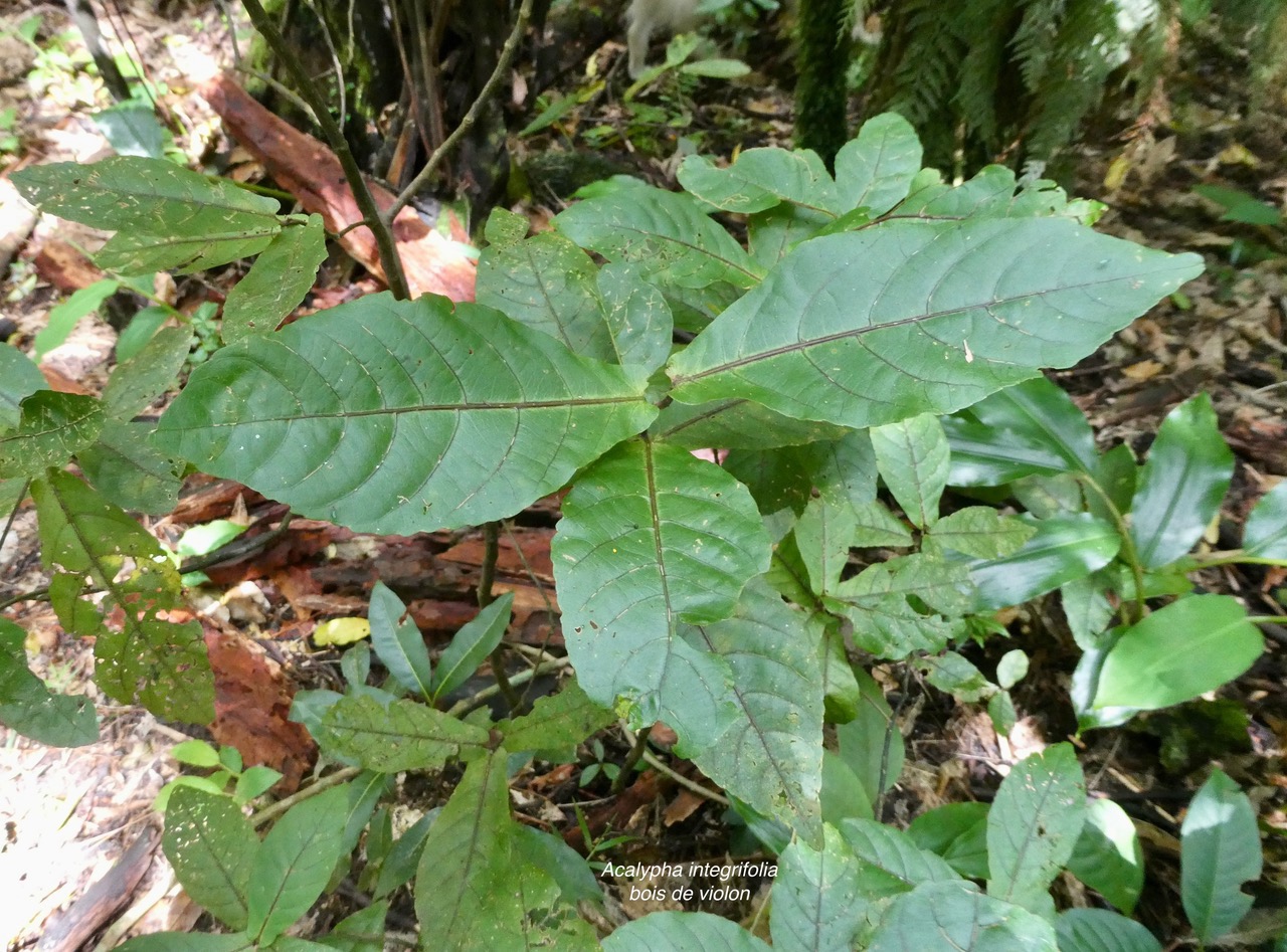 Acalypha integrifolia.bois de Charles.bois de violon. euphorbiaceae;endémique Madagascar Mascareignes..jpeg