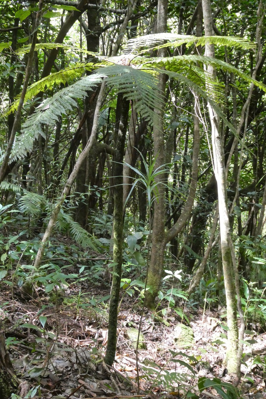 Alsophila borbonica.( Cyathea borbonica )fanjan mâle. alsophile de Boubon.cyatheaceae.endémique Réunion Maurice.et Dracaena reflexa.bois de chandelle.asparagaceae.endémique.jpeg