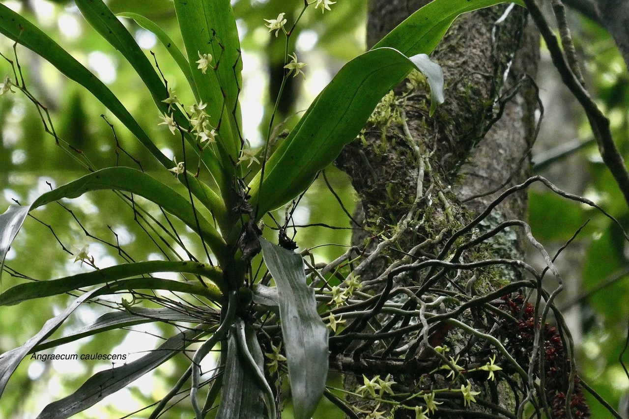 Angraecum caulescens Thouars.orchidaceae.endémique Madagascar.Comores et Mascareignes. (1).jpeg