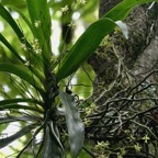 Angraecum caulescens Thouars.orchidaceae.endémique Madagascar.Comores et Mascareignes. (1).jpeg