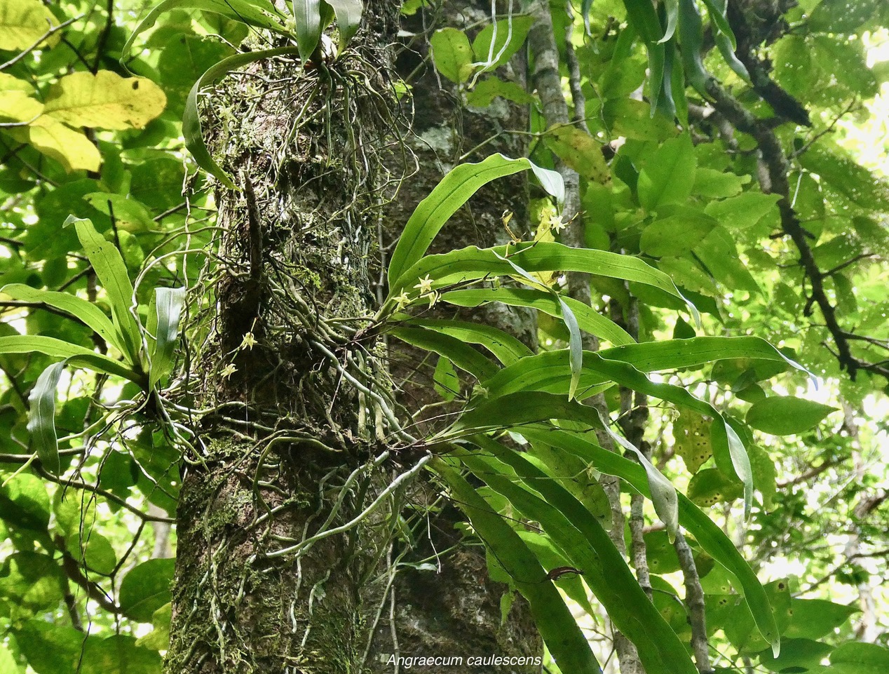 Angraecum caulescens Thouars.orchidaceae.endémique Madagascar.Comores et Mascareignes. (2).jpeg