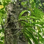 Angraecum caulescens Thouars.orchidaceae.endémique Madagascar.Comores et Mascareignes. (2).jpeg