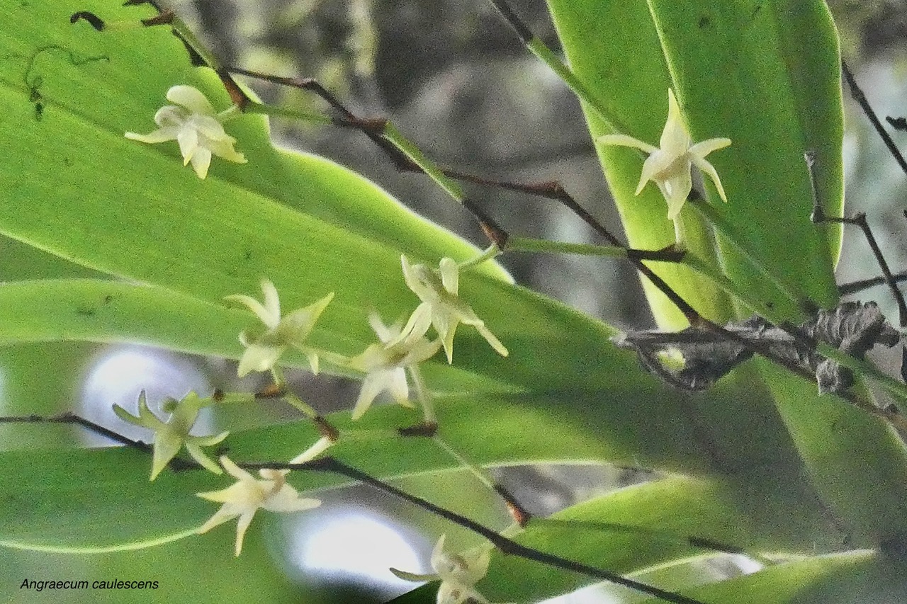 Angraecum caulescens Thouars.orchidaceae.endémique Madagascar.Comores et Mascareignes. (3).jpeg