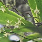 Angraecum caulescens Thouars.orchidaceae.endémique Madagascar.Comores et Mascareignes. (3).jpeg