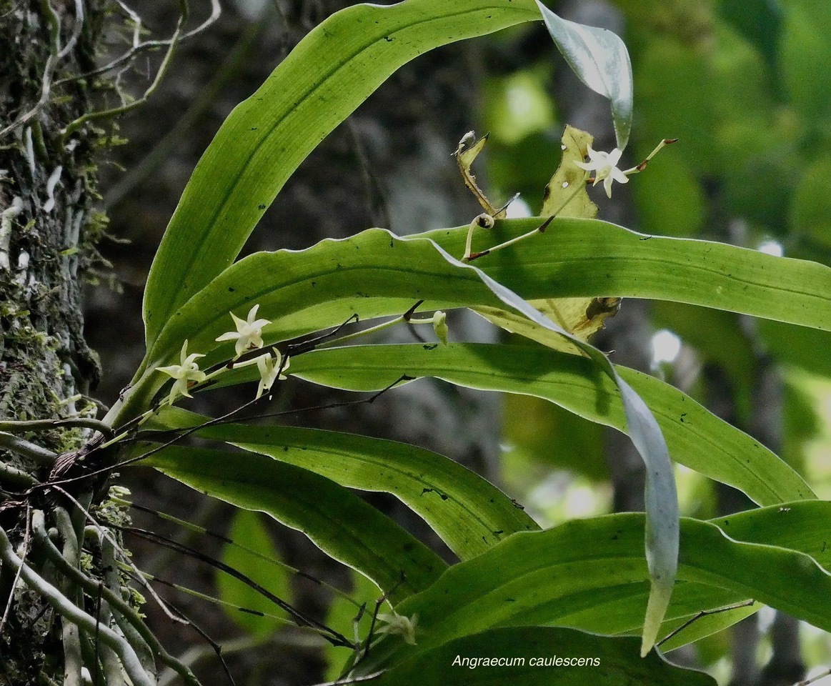 Angraecum caulescens Thouars.orchidaceae.endémique Madagascar.Comores et Mascareignes. (4).jpeg