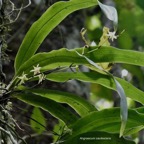 Angraecum caulescens Thouars.orchidaceae.endémique Madagascar.Comores et Mascareignes. (4).jpeg