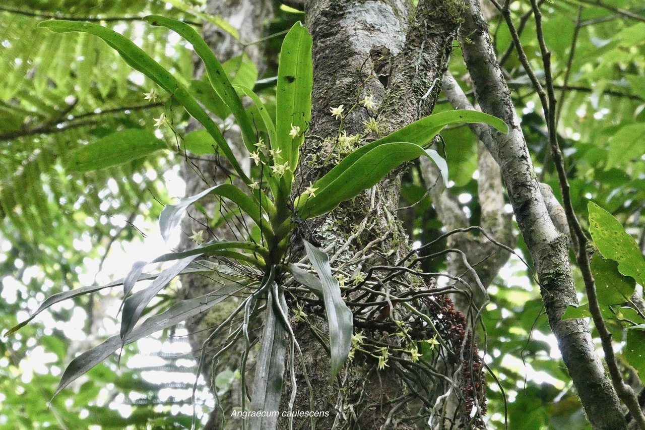 Angraecum caulescens Thouars.orchidaceae.endémique Madagascar.Comores et Mascareignes..jpeg